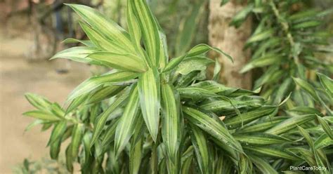 Appropriate fertilization is also a part of how to care for a dracaena. Dracaena Reflexa Plant Growing and Care (Pleomele)