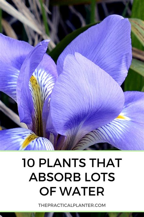 10 Impressive Plants That Absorb Lots Of Water Plants Warm Season