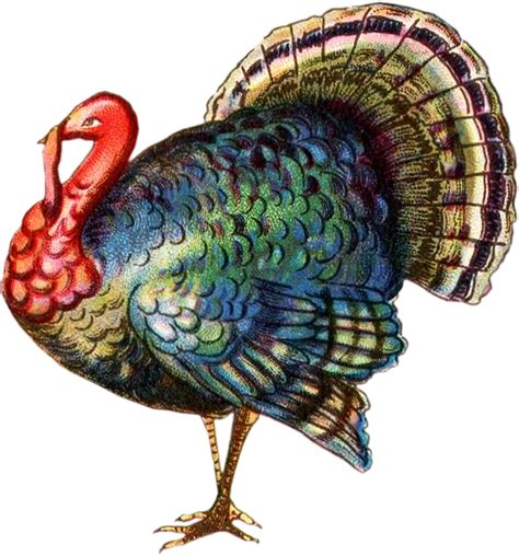 Download for free in png, svg, pdf formats 👆. Tom Turkey Thanksgiviing Clipart