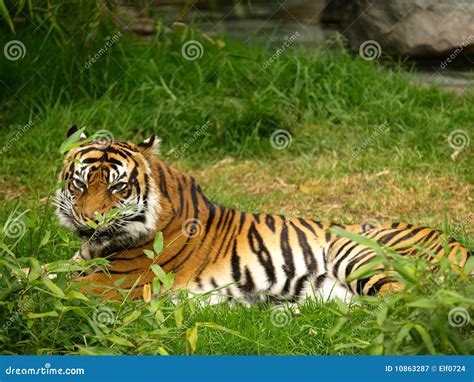 Tigre De Sumatran Imagem De Stock Imagem De Wildlife 10863287