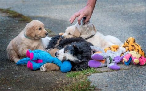 Petfinder has helped more than 25 million pets find their families through adoption. These 11 orphaned Golden Retriever puppies need forever ...