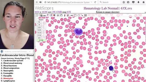 Blood 8 Monocytes Youtube