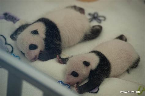Macaos Panda Twins Meet Public One Month After Birth 1 Cn