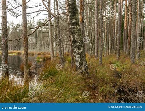 Various Old And Rotten Trees And Tree Branches On The Shore Of A Swampy