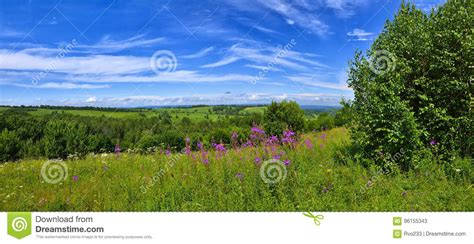 Summer Landscape With The Blossoming Meadow Stock Image Image Of