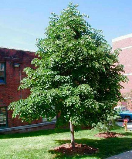20 Tough Trees For Midwest Lawns Shade Trees Garden