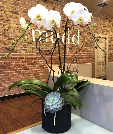 Double Stemmed Phalaenopsis Orchid Planter In Chicago Il Mudd Fleur