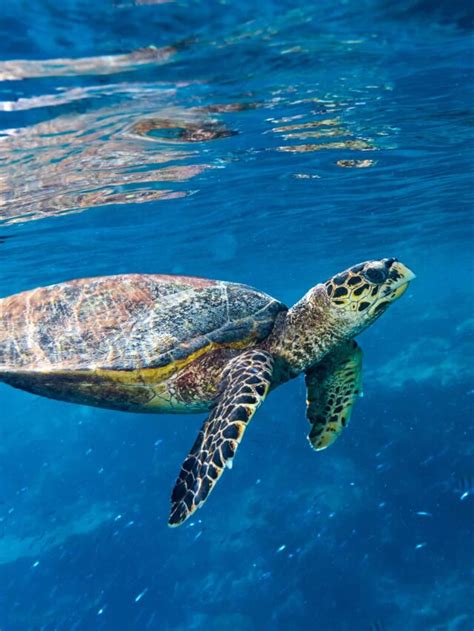 Natures Gps How Sea Turtles Use Magnetic Plates To Navigate Animals