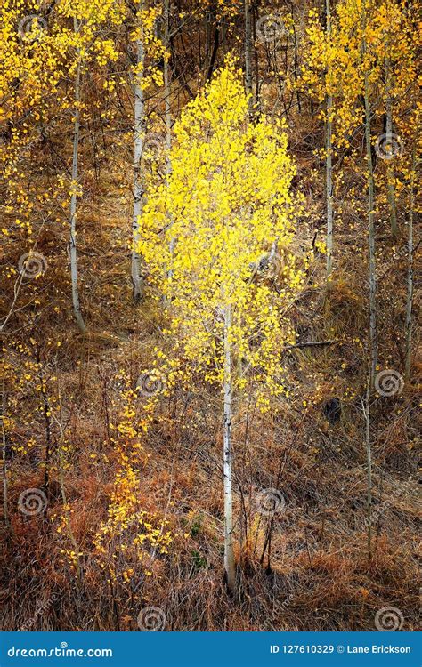 Autumn Aspen Trees Fall Colors Golden Leaves And White Trunk Map Stock