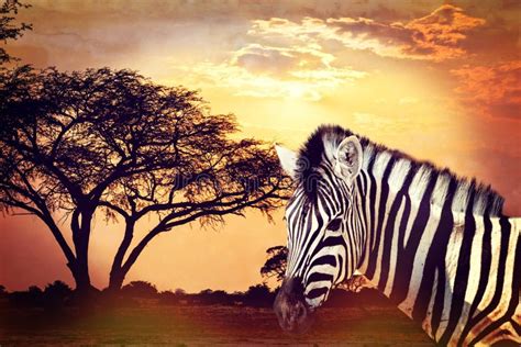 zebra portrait on african sunset with acacia background africa safari wildlife concept stock