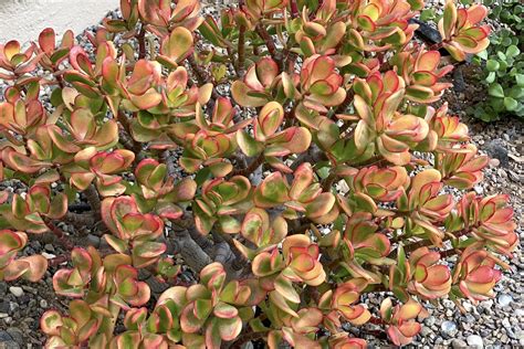 sunset jade crassula ovata hummel s sunset debra lee baldwin