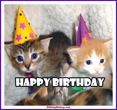 Funny Happy Birthday Memes With Cats Dogs And Funny Animals