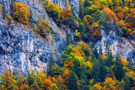 Mountain Autumn Landscape With Colorful Forest Colorful Forest On