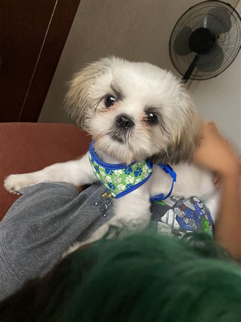 Harpo is one of the best 3 1/2 month old maltese shitzu puppies and he is absolutely adorable. Shih Tzu Puppies For Sale | Jacksonville, FL #333739