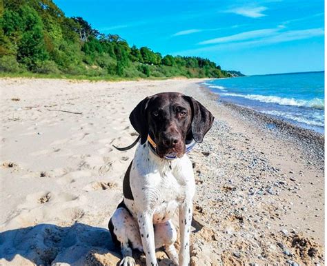 7 Best Dog Friendly Beaches In Michigan The Dog People By
