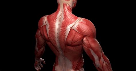 Las 8 Partes De Los Músculos Características Y Funciones