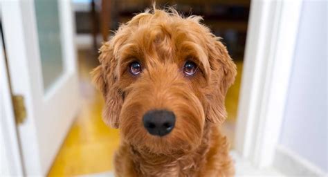 Golden retriever / toy or miniature poodle mixed breed dogs. Goldendoodle types-Guide to the Doodle's colors and coats ...