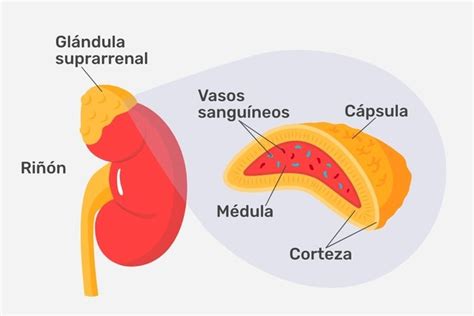 Gl Ndulas Suprarrenales Funci N Hormonas Y Principales Enfermedades