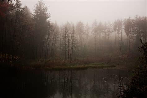 Bosque Niebla Lago Sombrío Atmosférico Fondo De Pantalla Hd