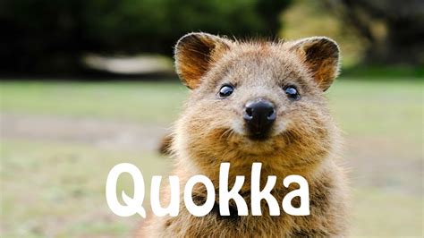 German pronunciation can be hard. How To Pronounce Quokka - YouTube