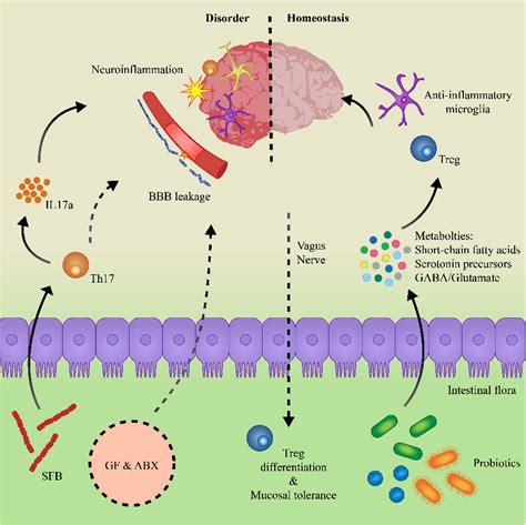 Figure 2 From The Gut Immune Brain Axis In Neurodevelopment And