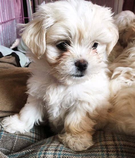 Maltese Puppies For Sale In Harwich Essex Gumtree