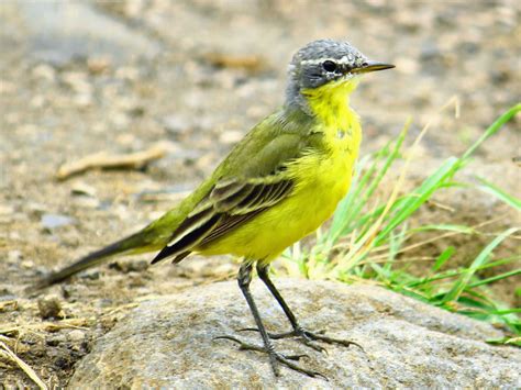 Eastern Yellow Wagtail Motacilla Tschutschensis By Ariefrahman