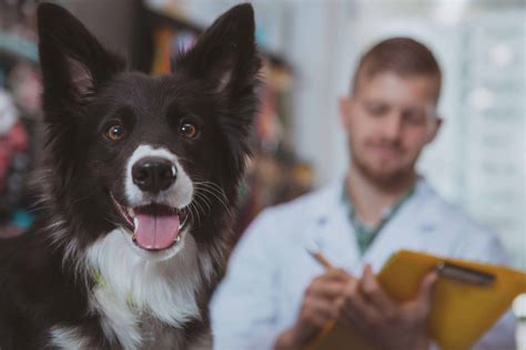 The Power Of Happy Visits The Academy Of Pet Careers