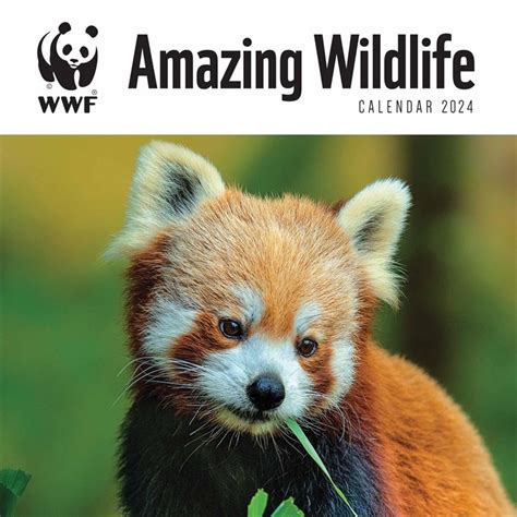Wwf Amazing Wildlife Calendar 2024 Desk Calendars
