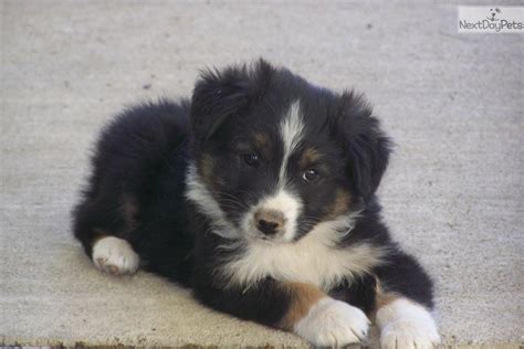 Australian Shepherd Puppies Oregon Rescue These Oakland Based Puppies