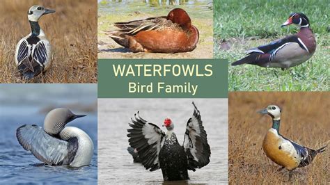 Identifying Waterfowls Ducks Geese Mergansers And Many More