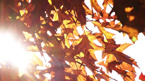 Wind Blowing Vibrant Leaves Autumn Oat Stock Footage Sbv 323907670
