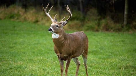 Understanding Deer Behavior During The Rut