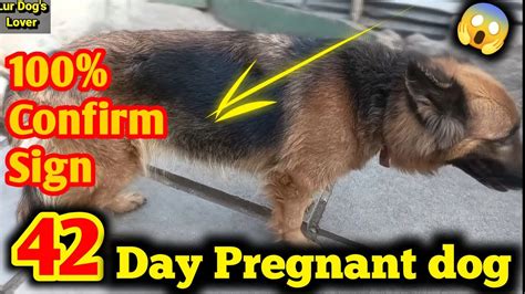 6 Week Pregnant German Shepherd 😍 L 42 Day Pregnant German Shepherd L