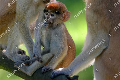 Baby Patas Monkey Erythrocebus Seen Olomouc Editorial Stock Photo