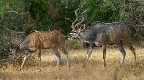 Greater Kudu Nickelodeon Animals Wiki Fandom