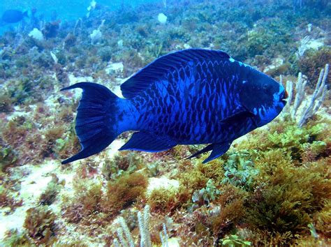 Blue Parrot Fish Fishes World Hd Images And Free Photos