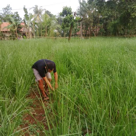 Kappaphycus alvarezii and eucheuma spinosum sebagian besar untuk. Jual rumput VETIVER AKAR WANGI | tanaman rumput tebing ...