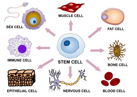 Difference Between Differentiation And Morphogenesis Compare The