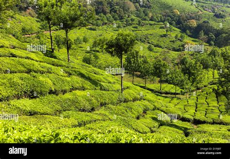 Tea Plantation In Munnar Kerala India Showing The Rows Of Tea Trees
