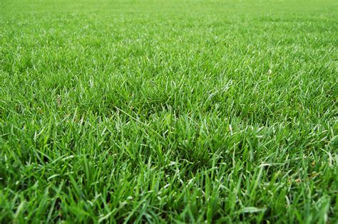 4 Tips For A Beautiful Lawn This Spring Tomlinson Bomberger