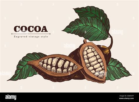 Cocoa Beans Set In Vintage Style Vector Engraving Illustration