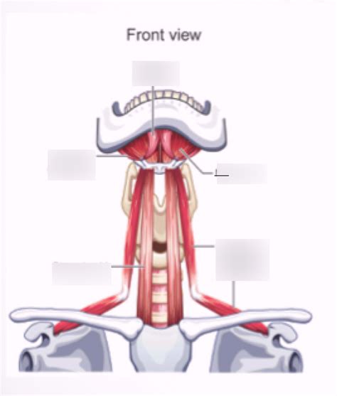 Larynx Extrinsic Muscles Diagram Quizlet