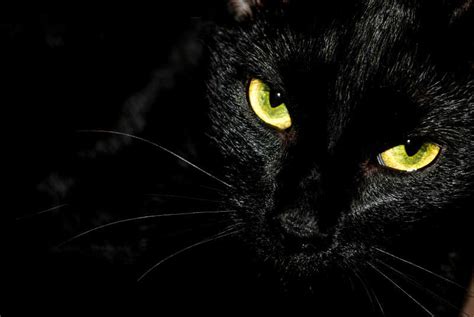 黑猫图片大全，黑猫高清壁纸 知乎