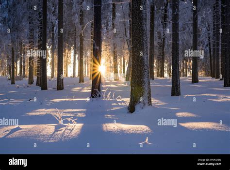 Snowy Norway Spruce Picea Abies Forest At Sunset Thuringian Forest