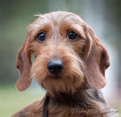 Our wheaten colored wire haired woodrow is excited he might be appreciated on the blog in the future! The 25+ best Wire haired dachshund ideas on Pinterest ...