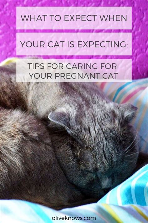 What To Expect When Your Cat Is Expecting Tips For Caring For Your