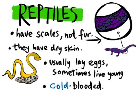 Reptiles Classifying Animals
