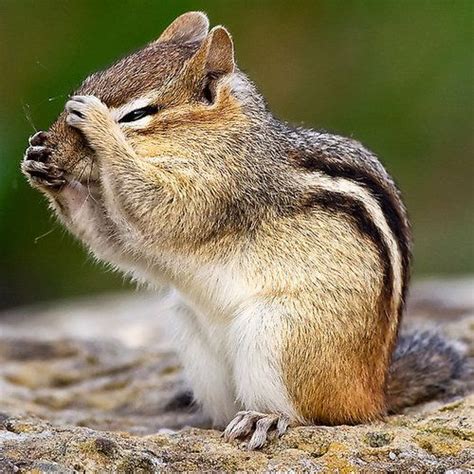~~ Eastern Chipmunk ~~ Cute Squirrel Animals Beautiful
