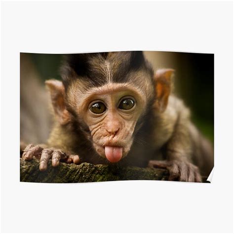 Rude Monkey Sticking Out Tongue Poster For Sale By Liefranky Redbubble